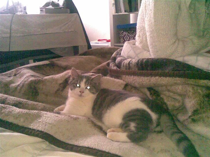 Huskat Miss Cuty Pie - mig på sengen billede 2