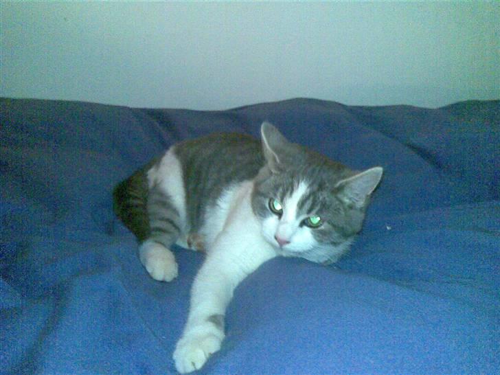 Huskat Miss Cuty Pie - mig når jeg er farlig billede 3