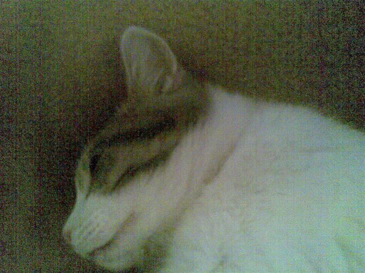 Huskat Miss Cuty Pie billede 4