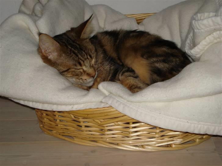 Maine Coon Ally R.I.P - 21/1 08 billede 16