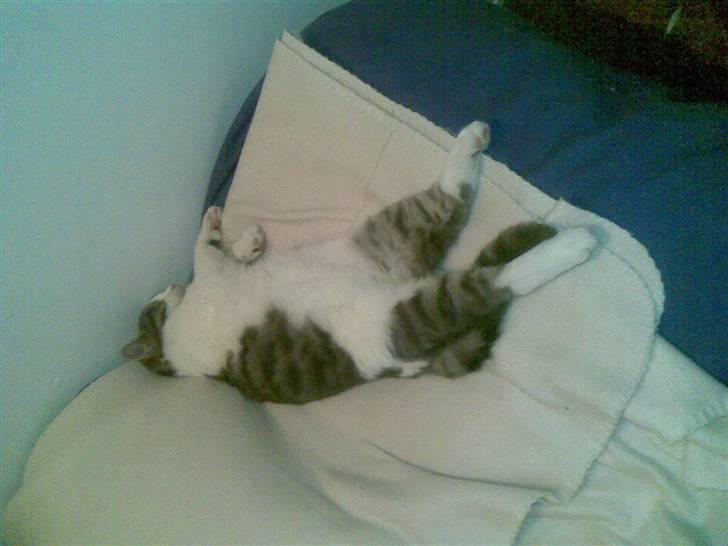 Huskat Miss Cuty Pie - min yndlingstilling billede 5