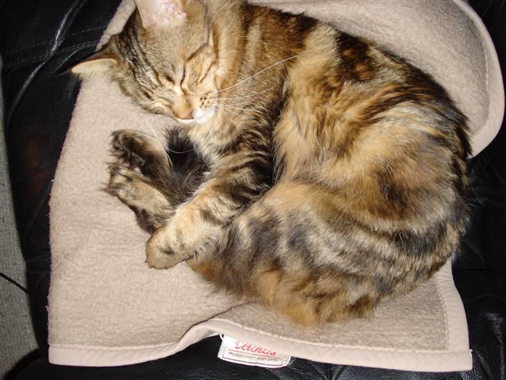 Maine Coon Ally R.I.P - 21/1 08 billede 17