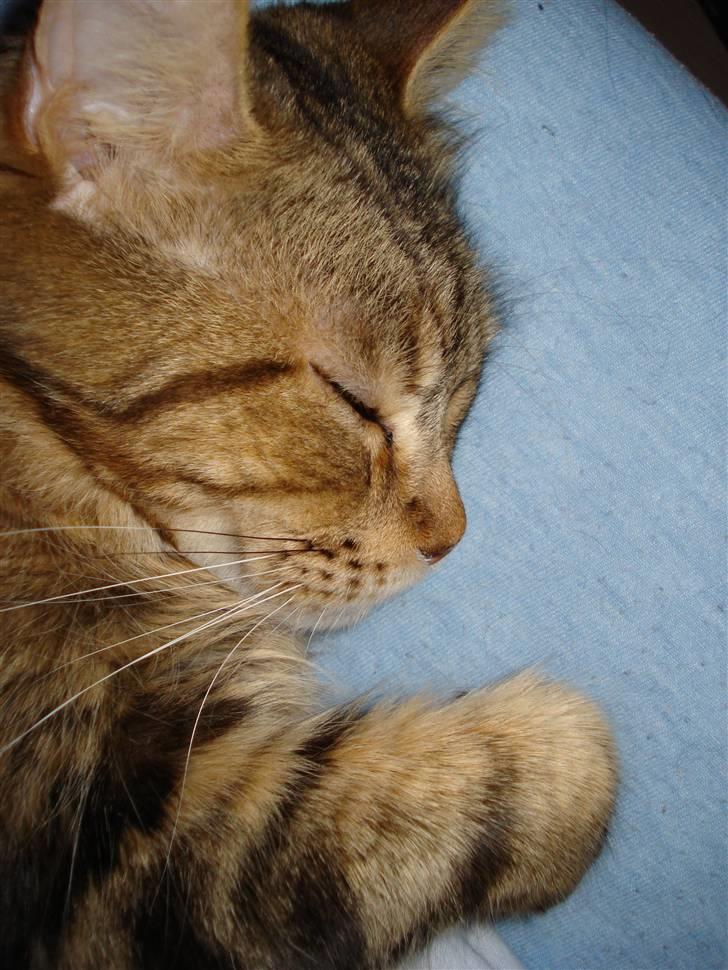Maine Coon Ally R.I.P - 21/1 08 billede 18