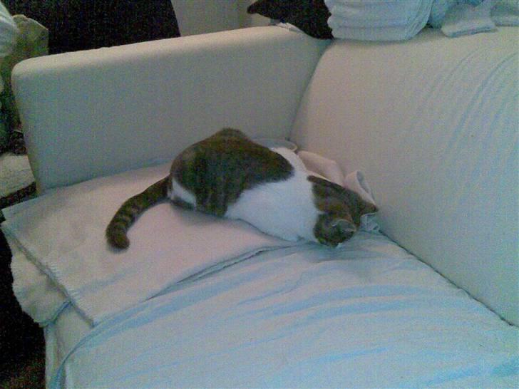 Huskat Miss Cuty Pie - er lige blevet sterilliseret, og er faldet i søvn... billede 6