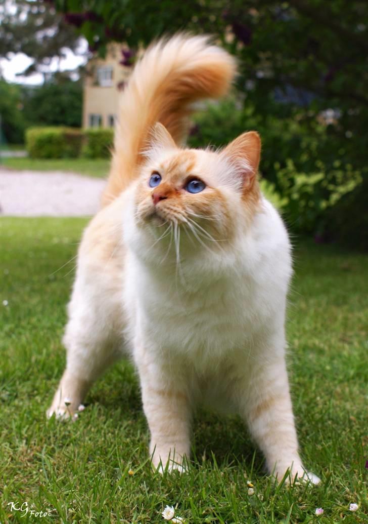 Hellig Birma Pr Tsung's Azza - Velkommen til min profil, billedet er taget af KG Foto billede 1