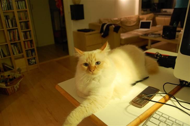 Hellig Birma Pr Tsung's Azza - Det er så hyggeligt at ligge her ved siden af computeren når mor sidder der. billede 2