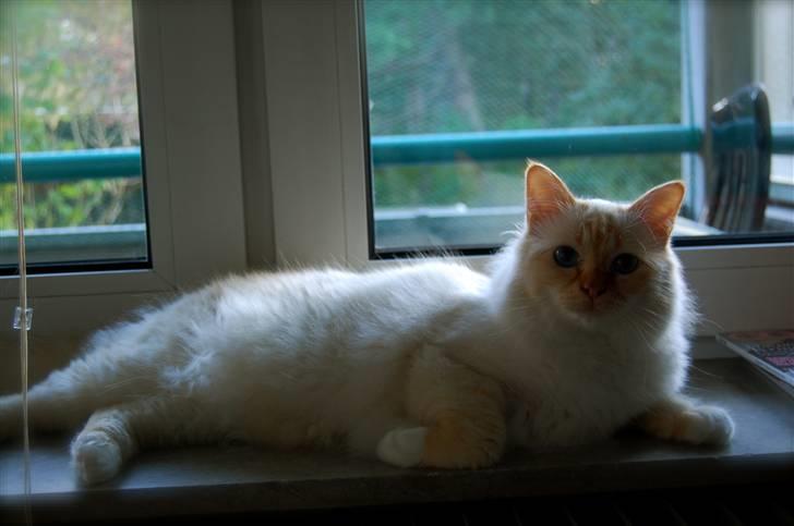 Hellig Birma Pr Tsung's Azza billede 3