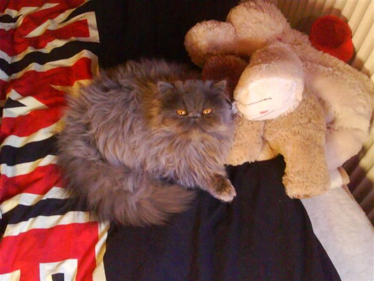 Perser Gustav - slapper af som han plejer  billede 14