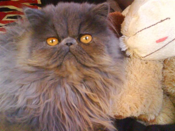 Perser Gustav - større end sidst  billede 15