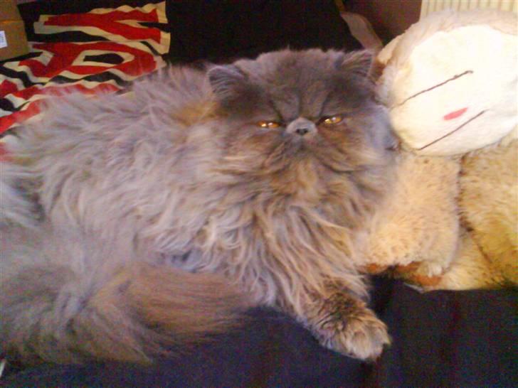 Perser Gustav - han er blevet lidt større end sidst :) billede 16