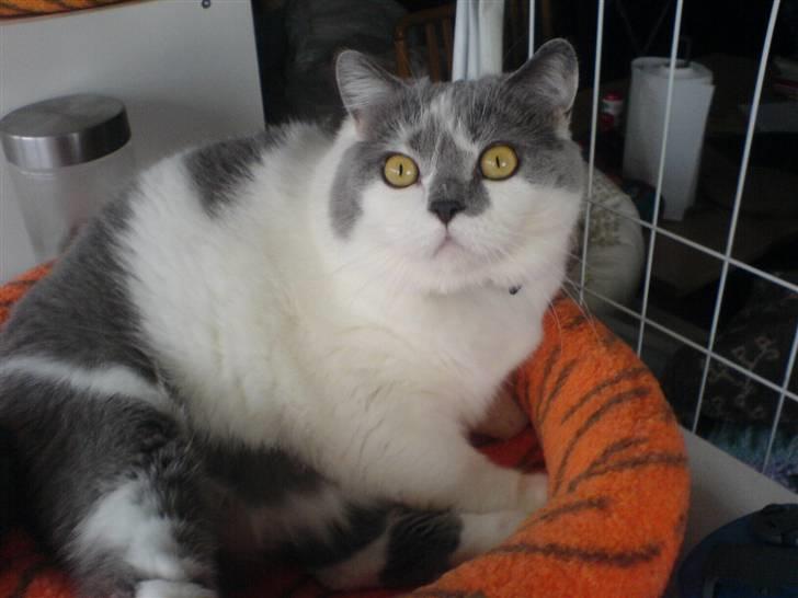 British Shorthair DK Hentzel's Milli R.I.P. - Smukke milli. billede 1