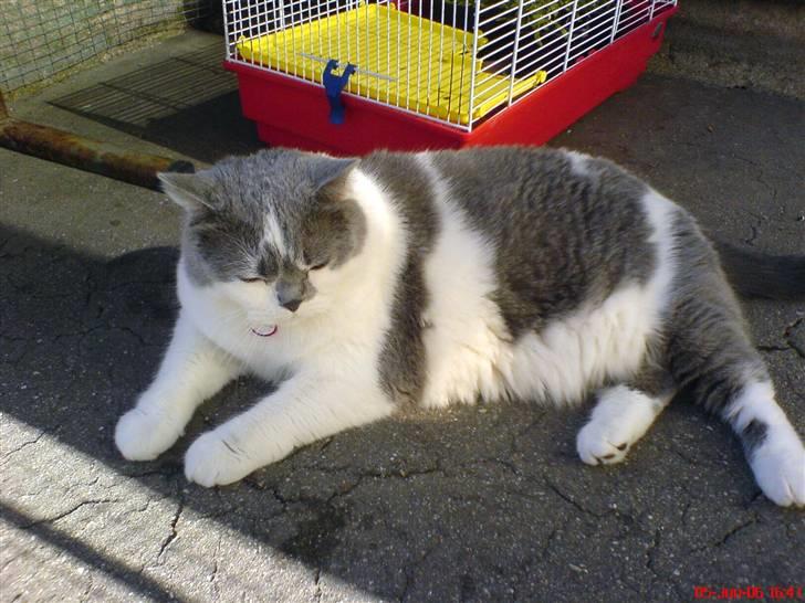 British Shorthair DK Hentzel's Milli R.I.P. - Tyksak. billede 2