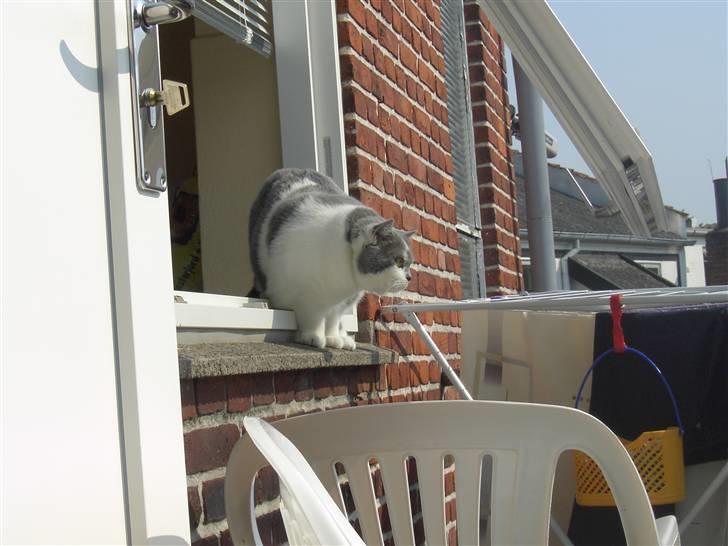 British Shorthair DK Hentzel's Milli R.I.P. - Tager da lige en smut tur ud af vinduet. billede 3