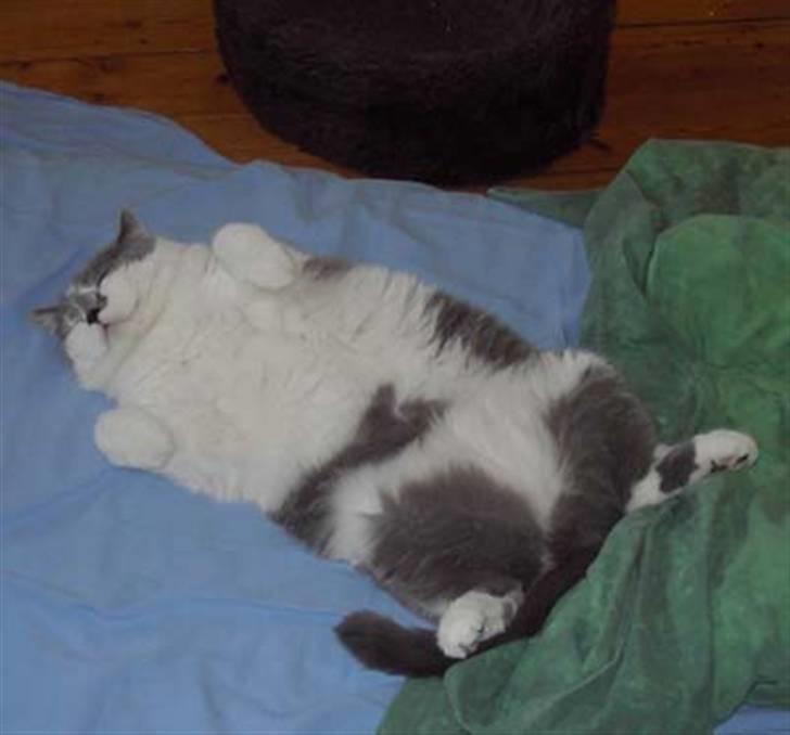 British Shorthair DK Hentzel's Milli R.I.P. - Hendes yndlings afslapnings stilling. hihi.  billede 4