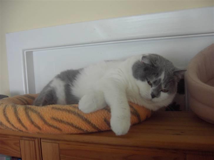 British Shorthair DK Hentzel's Milli R.I.P. billede 5