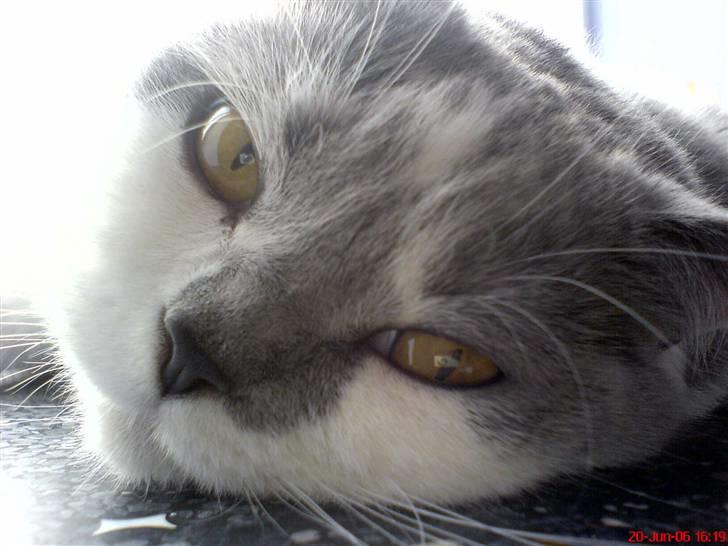 British Shorthair DK Hentzel's Milli R.I.P. - Søde milli. billede 6