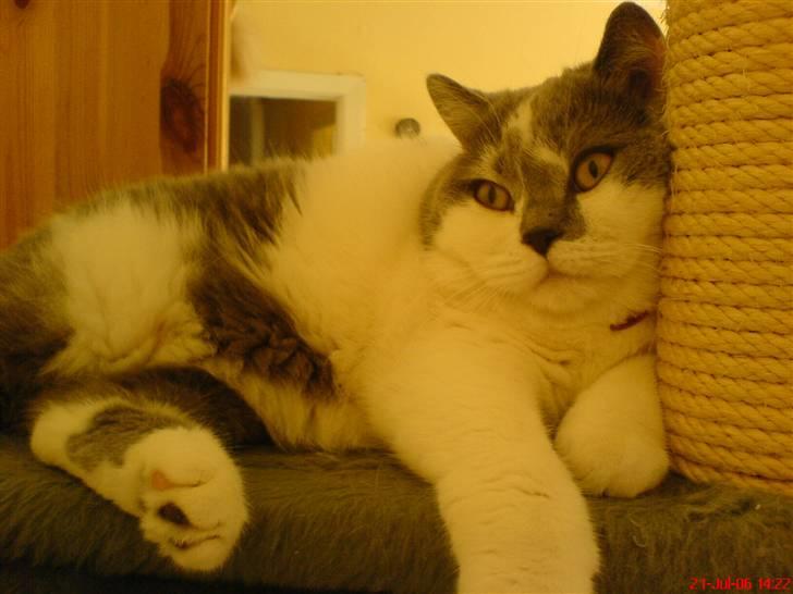 British Shorthair DK Hentzel's Milli R.I.P. - afslapning billede 7