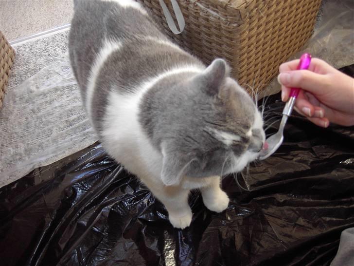 British Shorthair DK Hentzel's Milli R.I.P. - MAD! MAD! billede 8