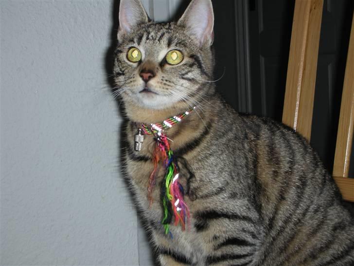 Huskat Bebe - FANGET =) billede 1