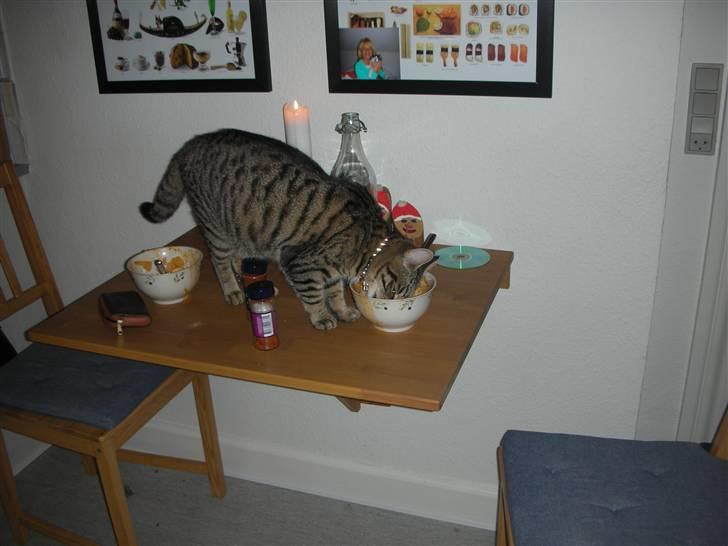 Huskat Bebe - Som 9 måneder gammel, og mor havde ikke spist op:P billede 4