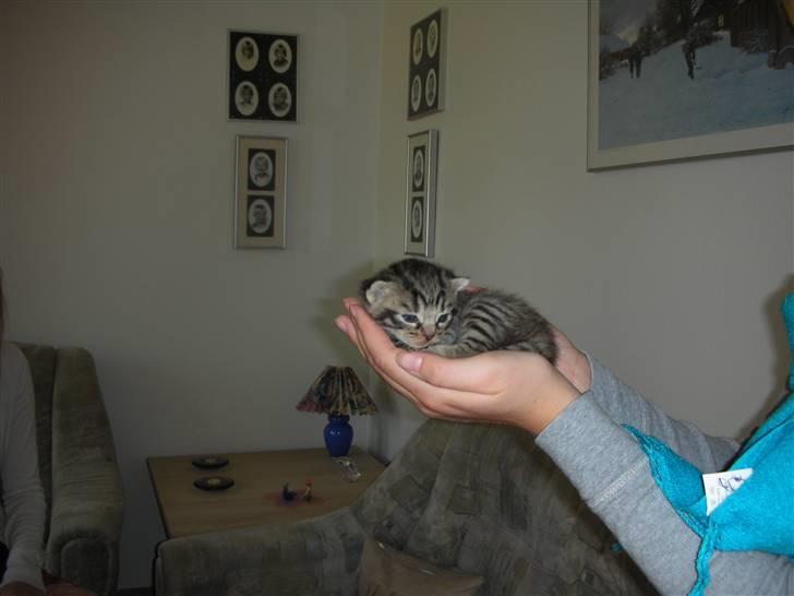Huskat Bebe - Putter mig  ind til min nye mor, kun to uger gammel. billede 5