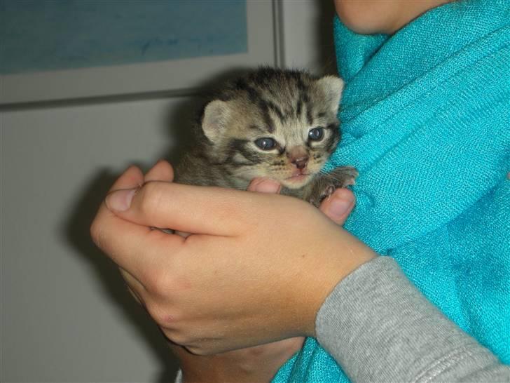 Huskat Bebe - er er jeg kun 2 uger gammel, og lidt nervøs! første gang min mor holde mig billede 6