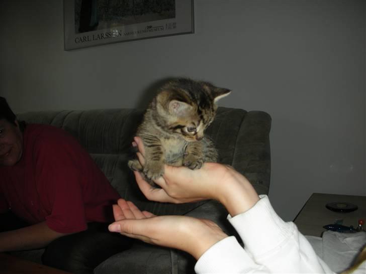 Huskat Bebe - hej Mor =) Anden gang min mor var og se mig billede 9