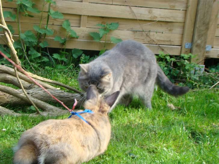 Exotic Cæsar billede 7