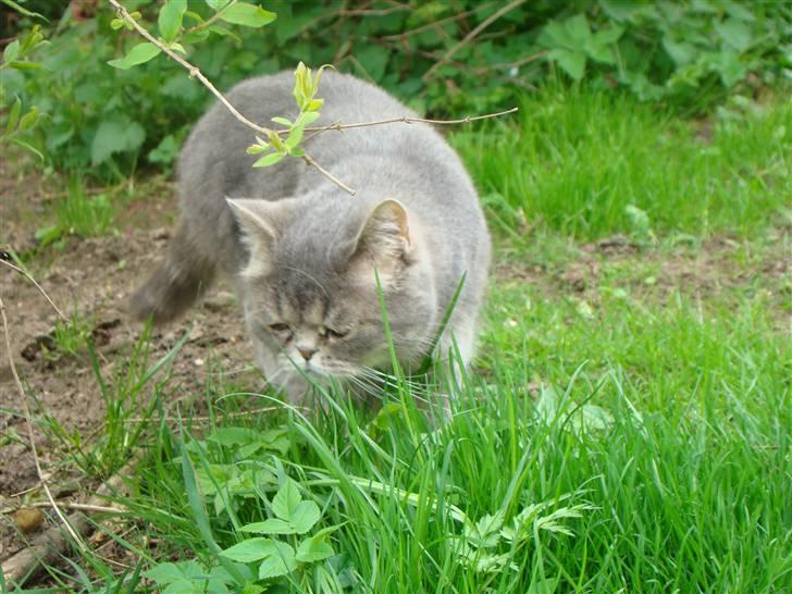 Exotic Cæsar billede 8