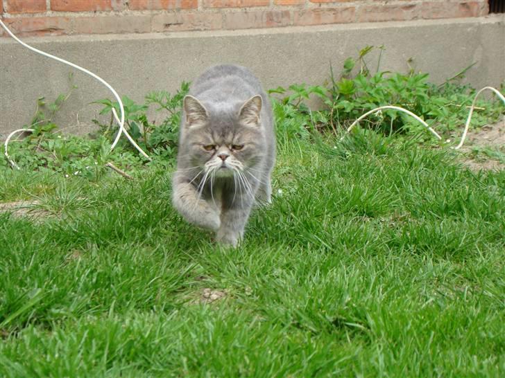 Exotic Cæsar billede 9