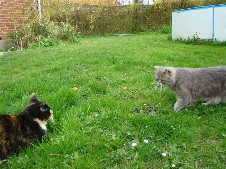 Exotic Cæsar billede 10