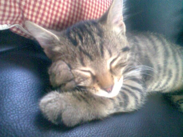 Huskat Seafood Larsen - en lille lur "på øjet" billede 13