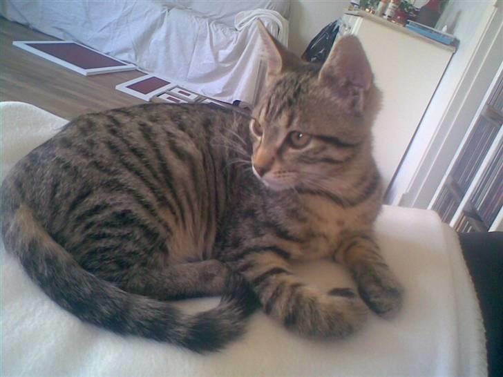 Huskat Seafood Larsen - Min madmor synes mig er SÅ smuk billede 14