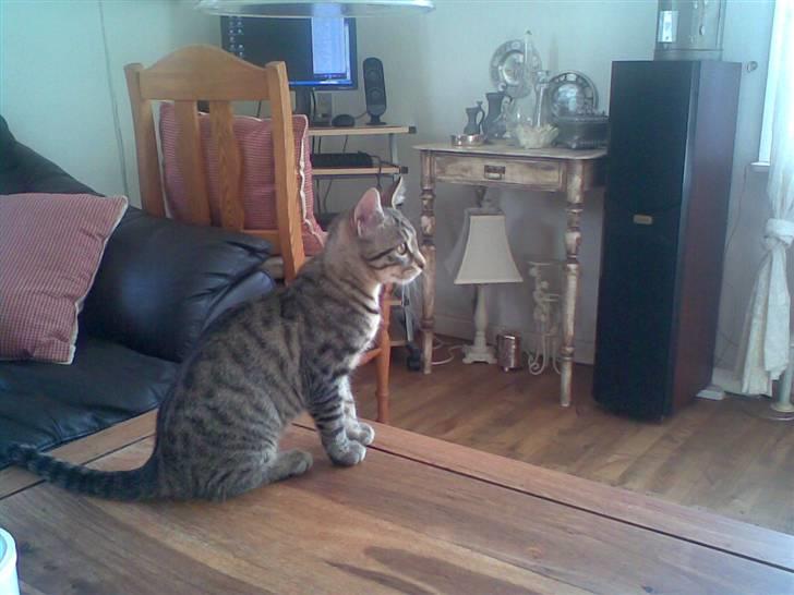 Huskat Seafood Larsen - Hmm.. hvad skal jeg så finde på af "spillopper" mons ..tro billede 15