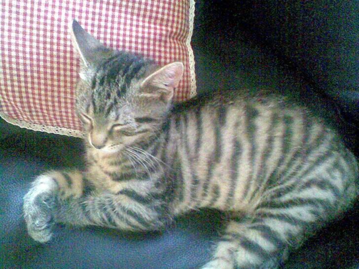 Huskat Seafood Larsen - træt.. IGEN!! billede 16