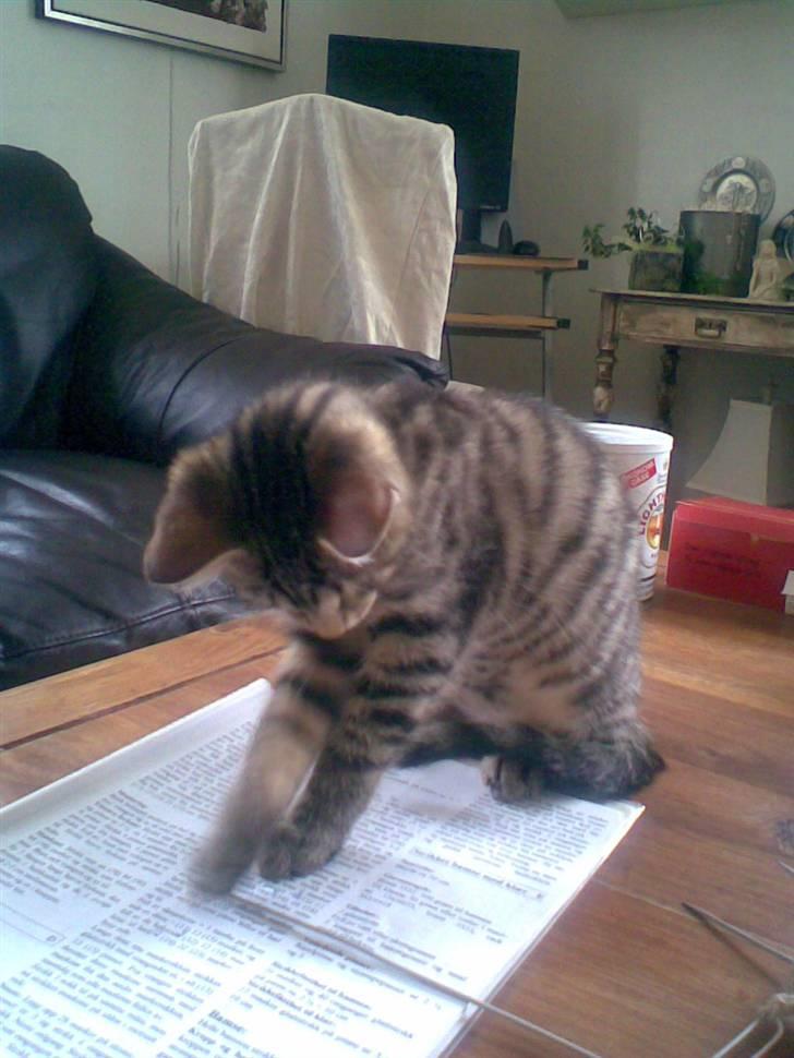 Huskat Seafood Larsen - Om jeg ka`  læse...... SÆFØLI!! billede 17