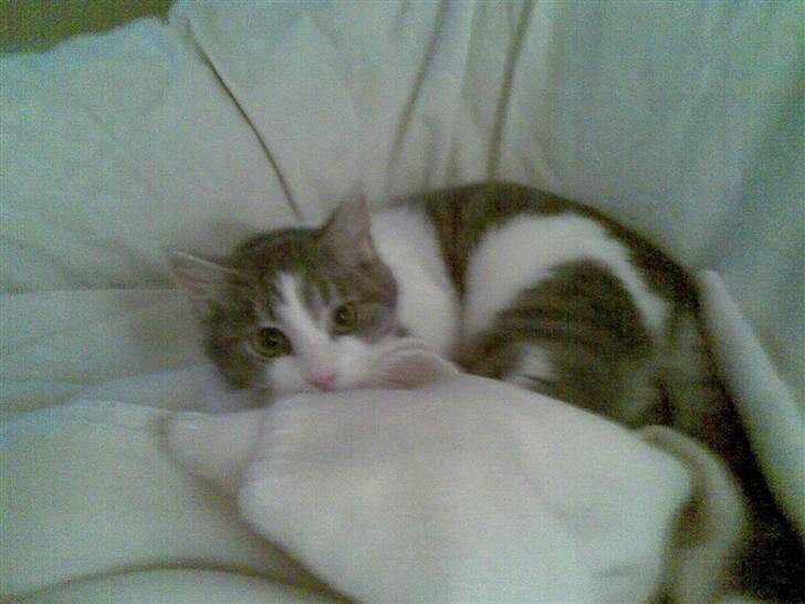 Huskat Miss Cuty Pie - pas på du...! billede 8