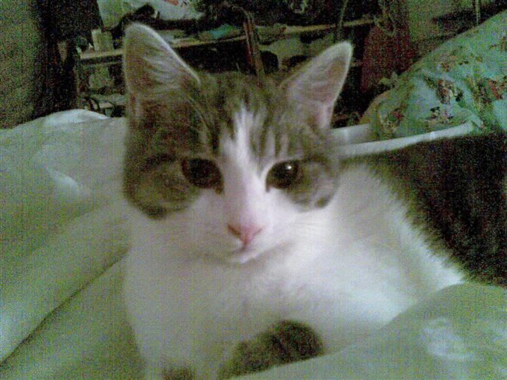 Huskat Miss Cuty Pie - smuk ser jeg ud... billede 9