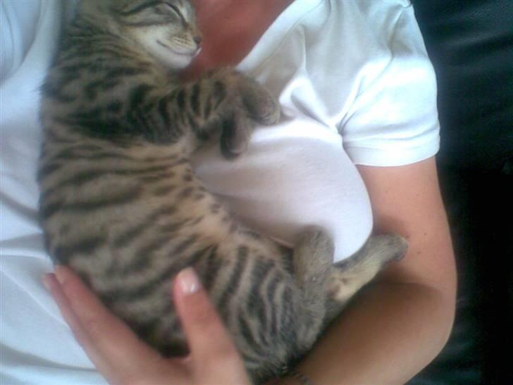 Huskat Seafood Larsen - Det er så dejligt varmt og trygt billede 18