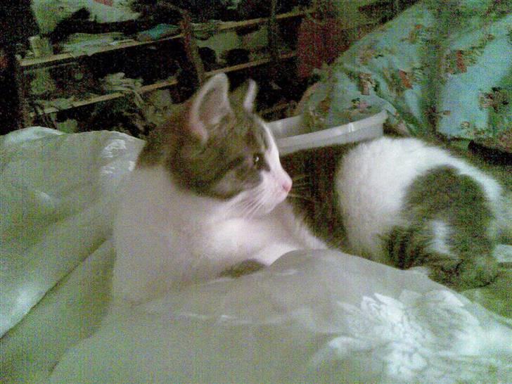 Huskat Miss Cuty Pie - Kigger lige lidt efter moster... billede 10