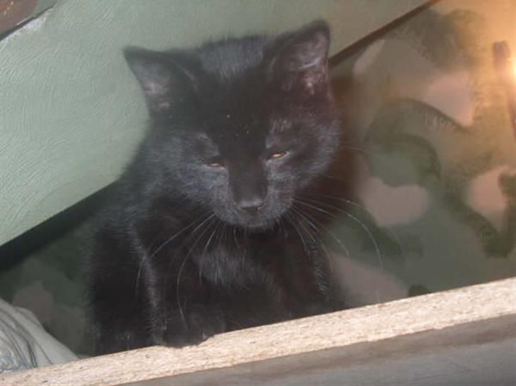 Huskat Shadow  billede 6