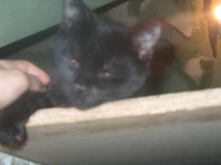 Huskat Shadow  billede 7