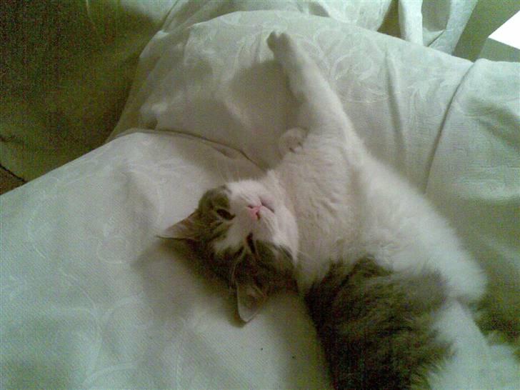 Huskat Miss Cuty Pie - model model billede 11