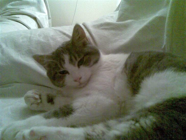 Huskat Miss Cuty Pie billede 12