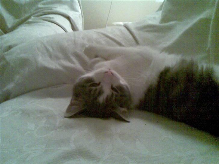 Huskat Miss Cuty Pie - uhh så kælen... billede 13