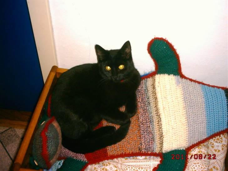 Huskat Rasmus billede 8