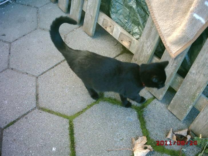 Huskat Rasmus billede 9