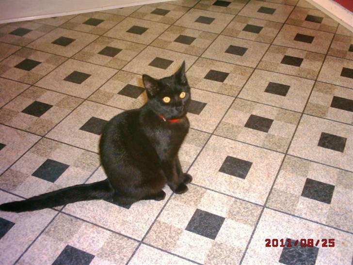 Huskat Rasmus billede 10