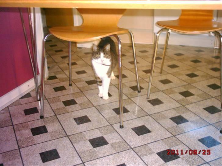 Huskat Matilde billede 5