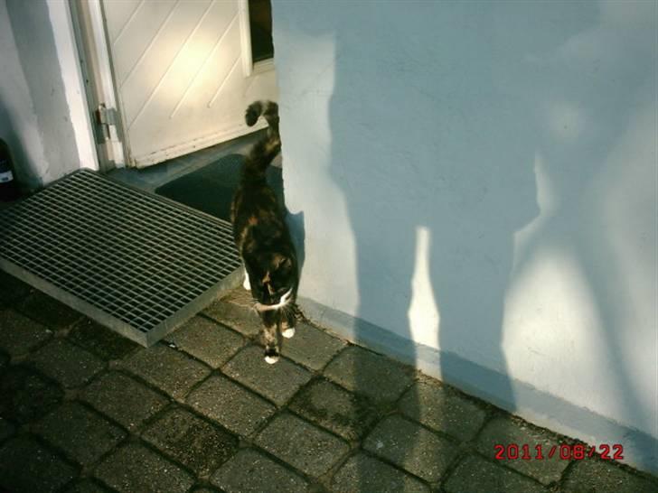 Huskat Mille billede 15